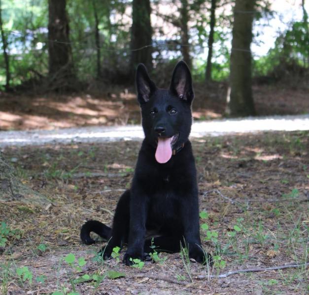 Solid Black German Shepherd Newest Litters