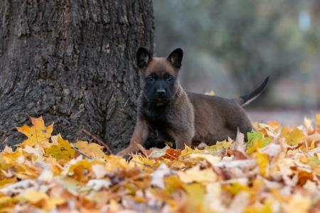 Belgian Malinois puppy 