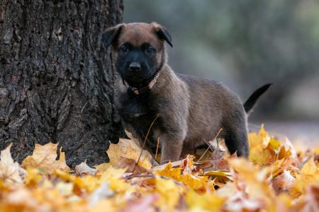 Belgian Malinois puppy 