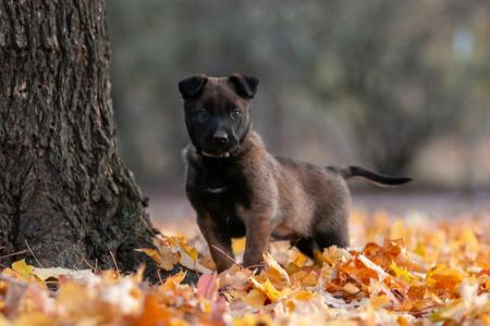 Belgian Malinois puppy 