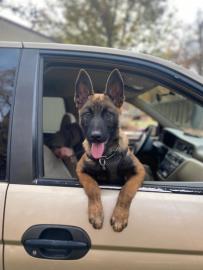 Belgian Malinois 